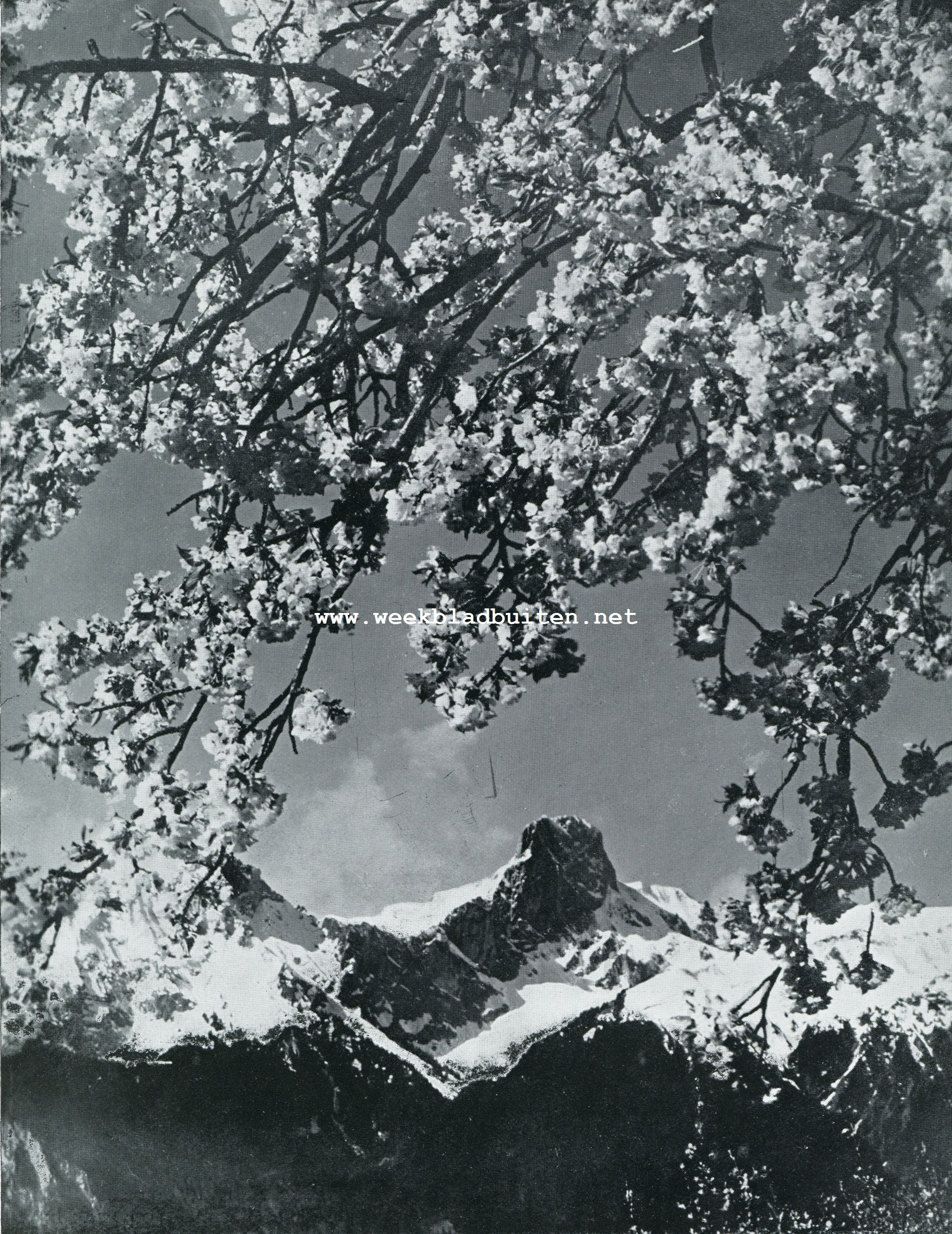 Lente in de Alpen. - De Stockhorn in Thun