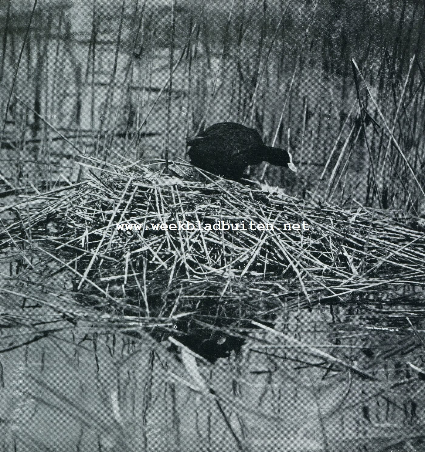 Vogelnesten. Meerkoet bij zijn nest