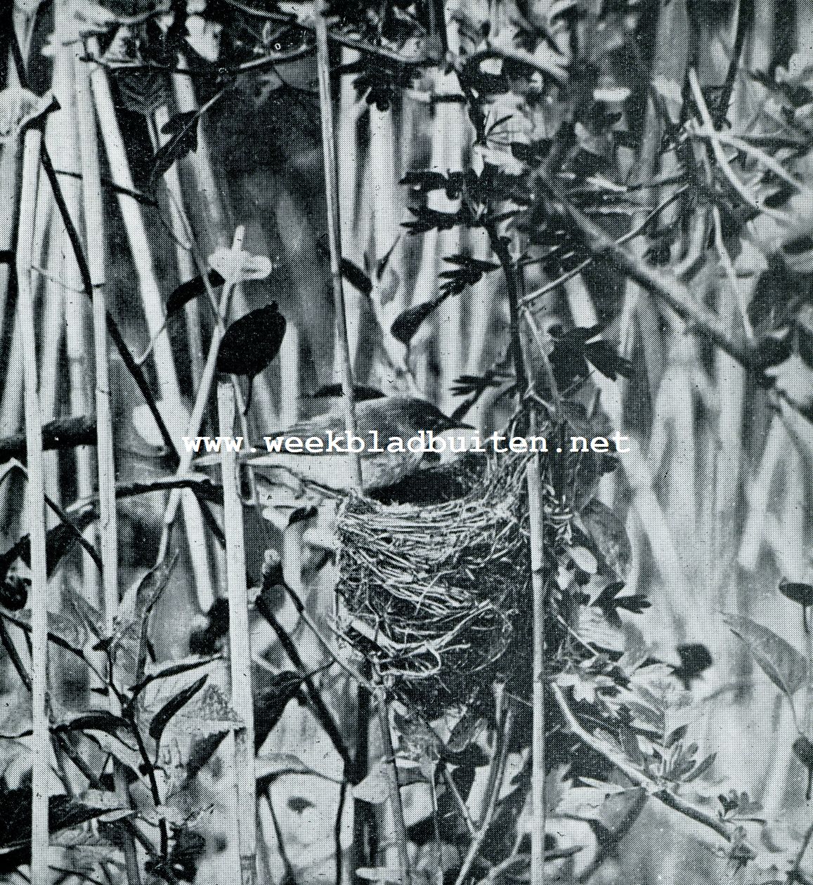 Vogelnesten. Zanglijster bij zijn nest