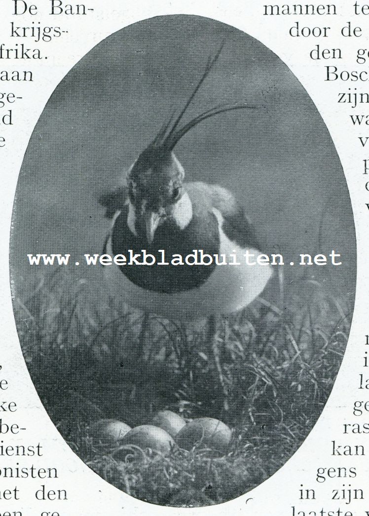 Vogelnesten. Kievit bij zijn nest