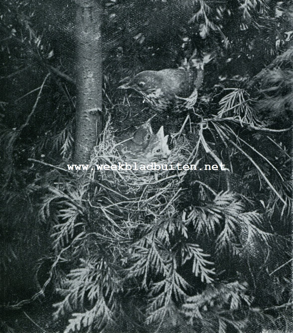 Vogelnesten. Nest met jonge zanglijsters