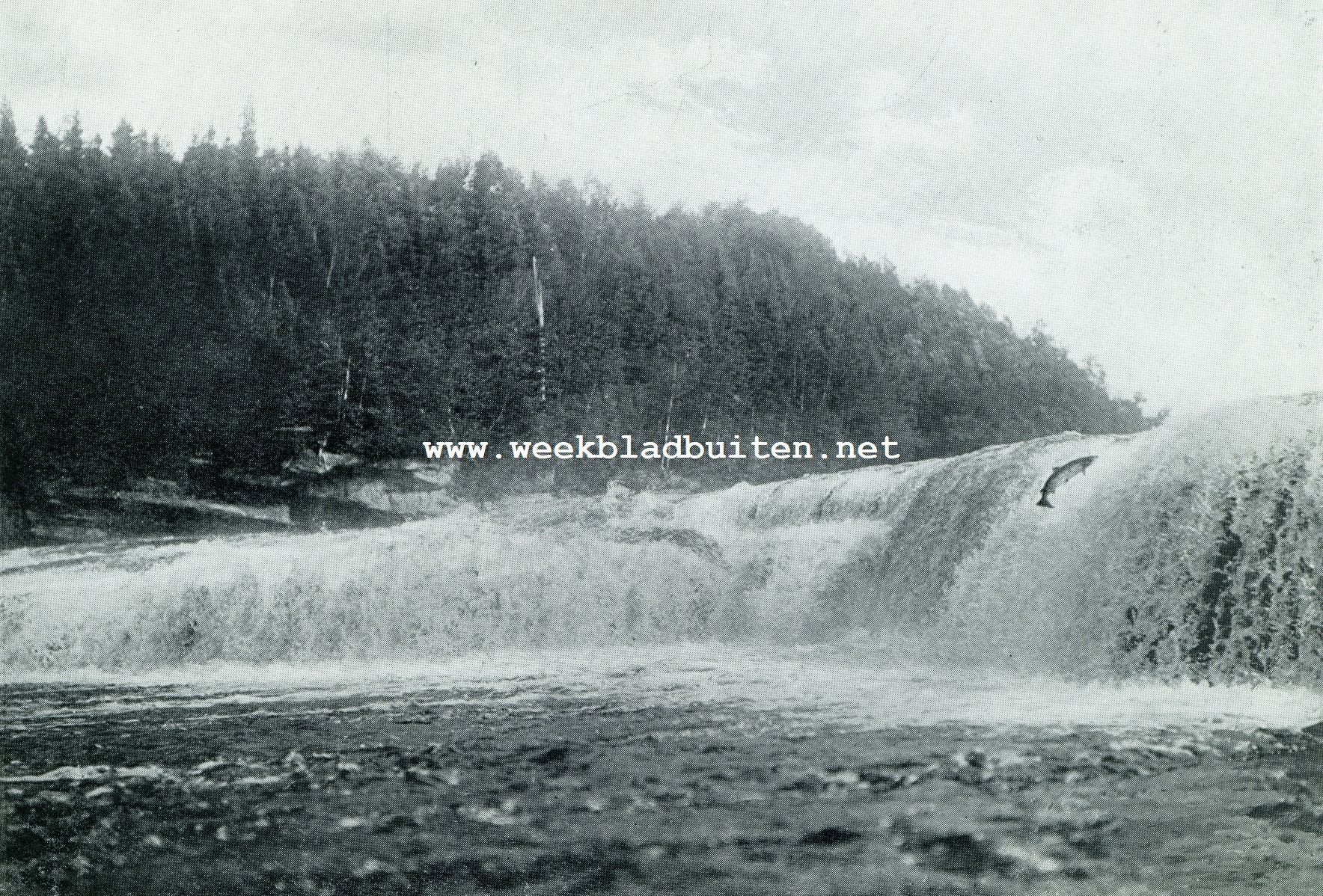 New Foundland. Een tegen de Big Falls opspringende zalm