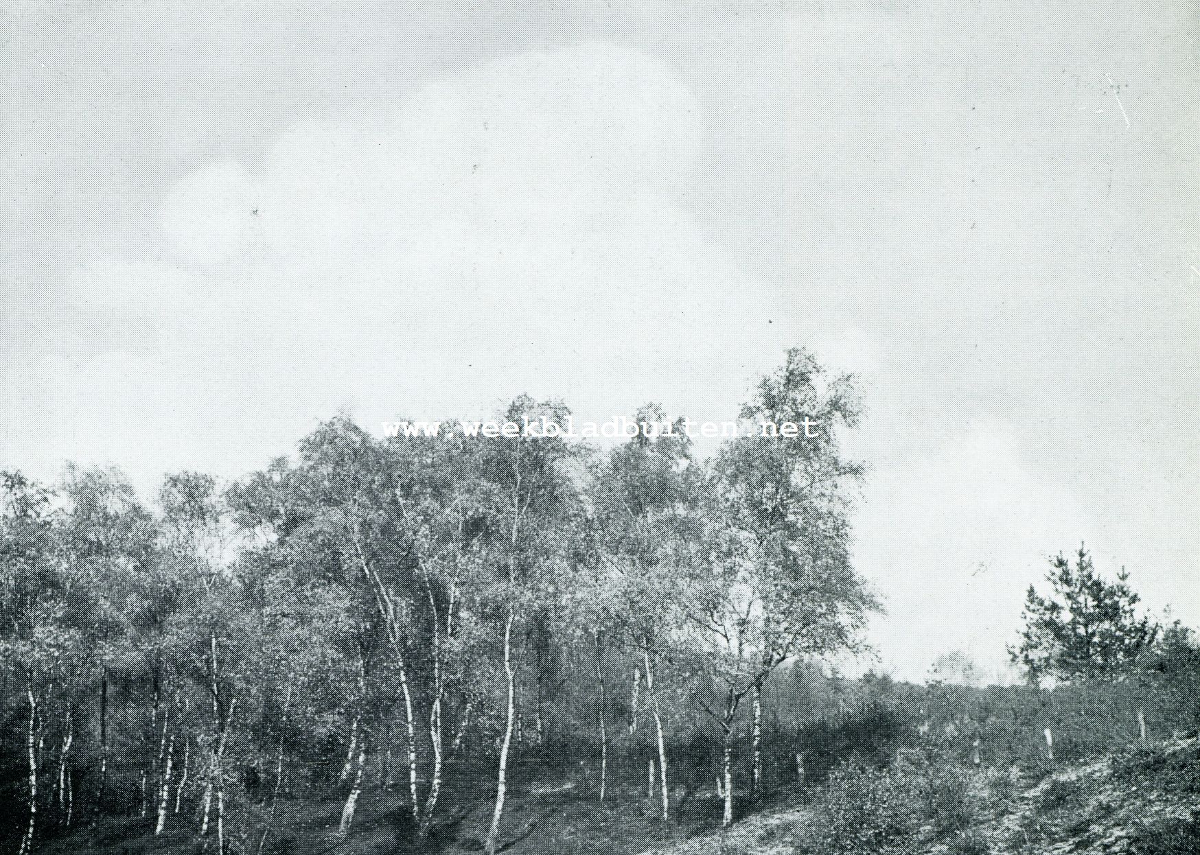 In de luwte der berken