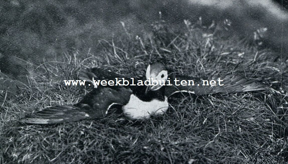De Faeroer. Een papegaaiduiker verdedigt zijn nest