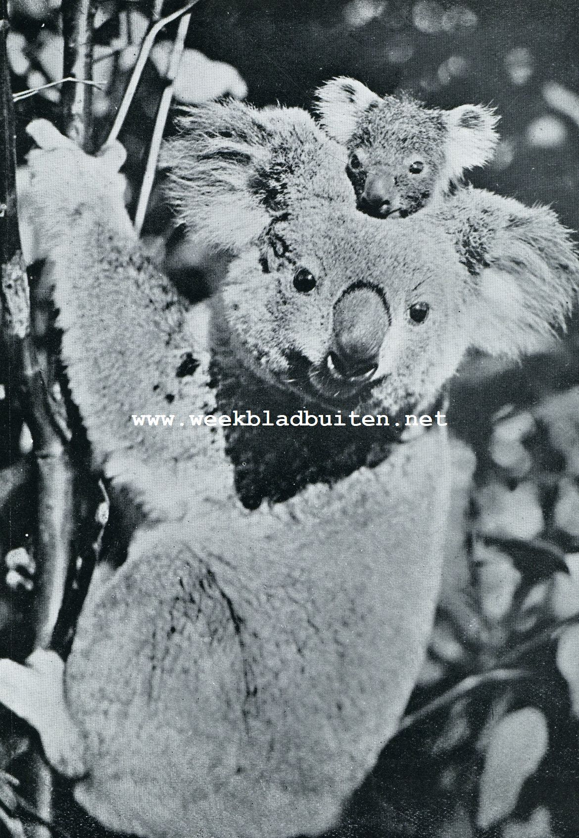 Levende Teddyberen