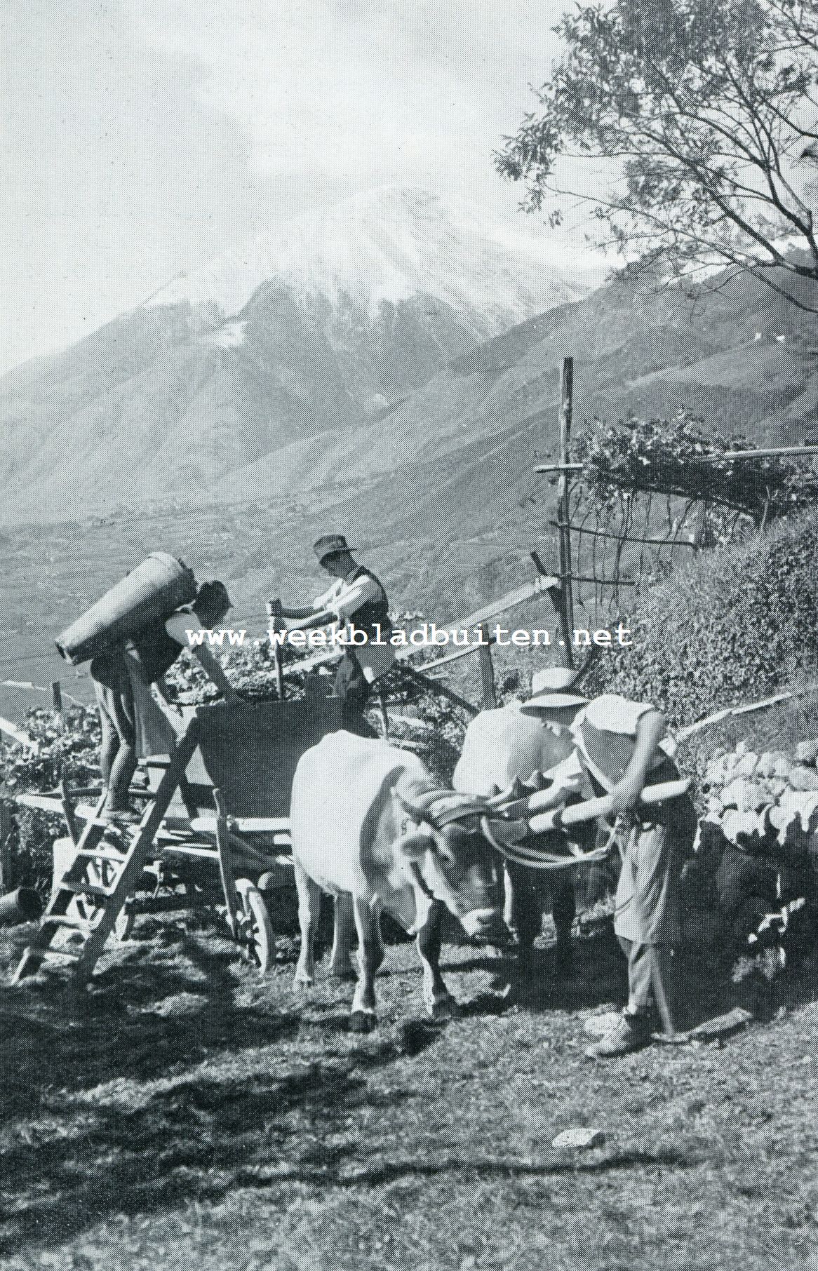 De druivenkuur en het Herfstfeest in Merano. Wijnoogst te Merano. Op den achtergrond de Zielspitze