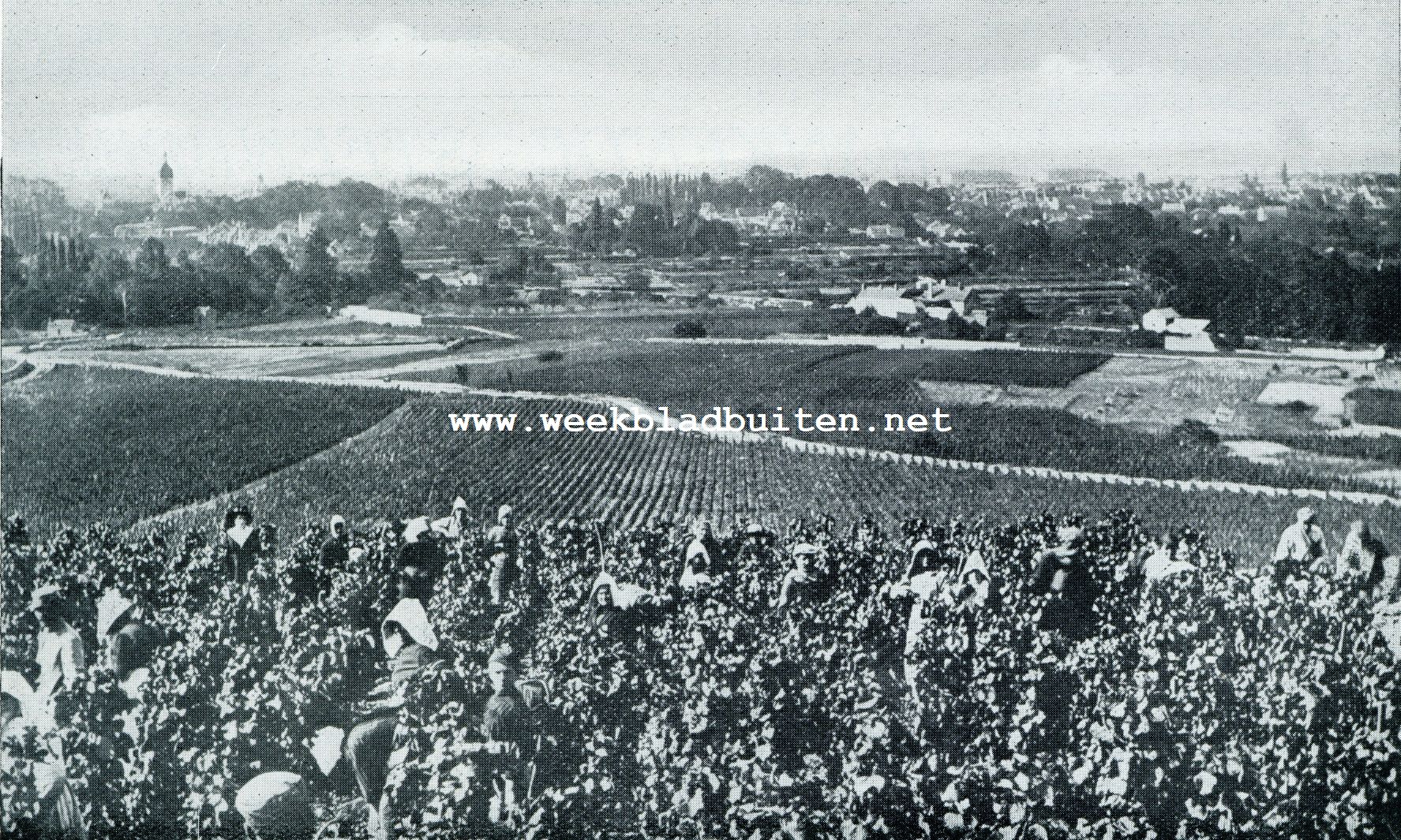 De lof van den wijn. De wijnoogst in Bourgondi
