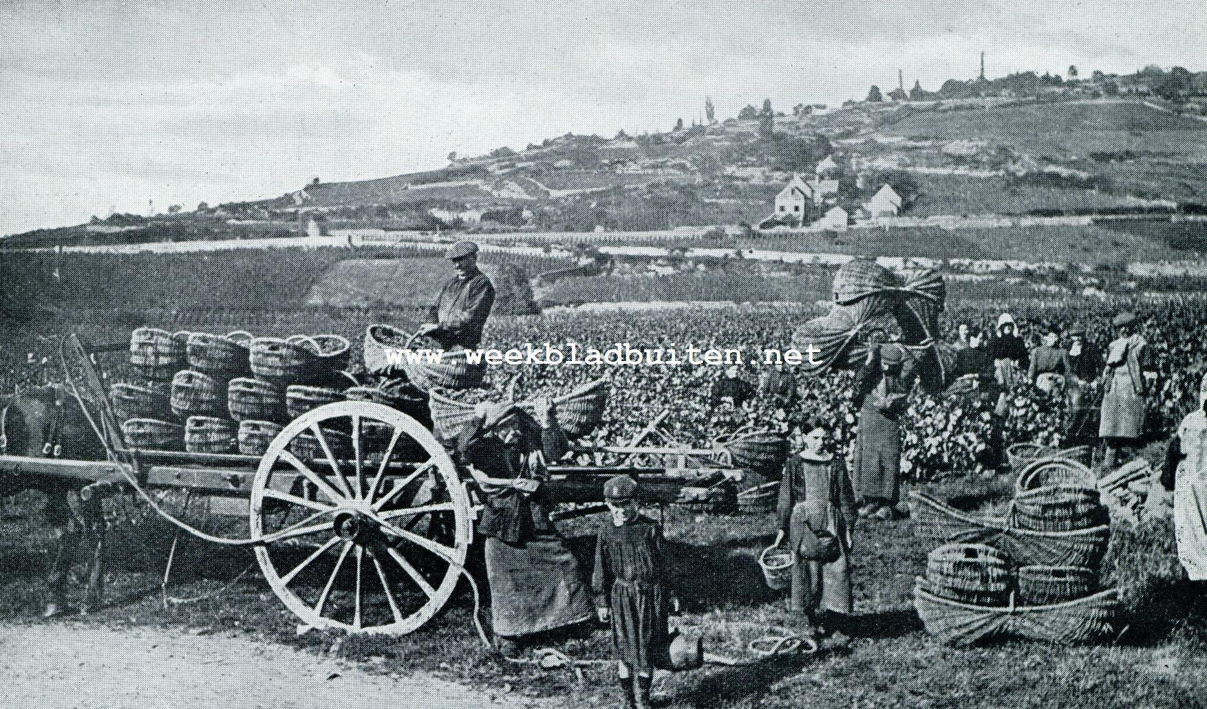 De lof van den wijn. Het wegvoeren van de druiven in korven
