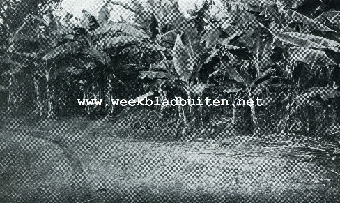 Bij de bronnen van den Nijl. Weg langs een bananentuin in Oeganda