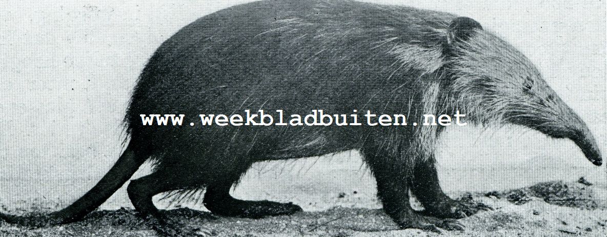 Abnormaliteiten in de dierenwereld. De Almiqui (Solenodon Paradoxus)