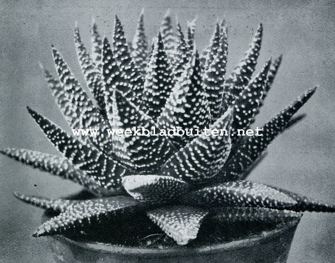 Haworthia Margaretifera Var. Granata