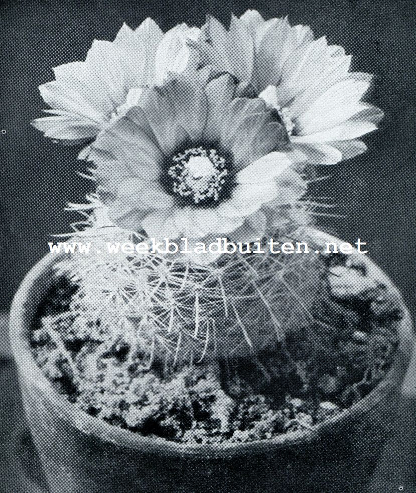 Cactus Microspermus