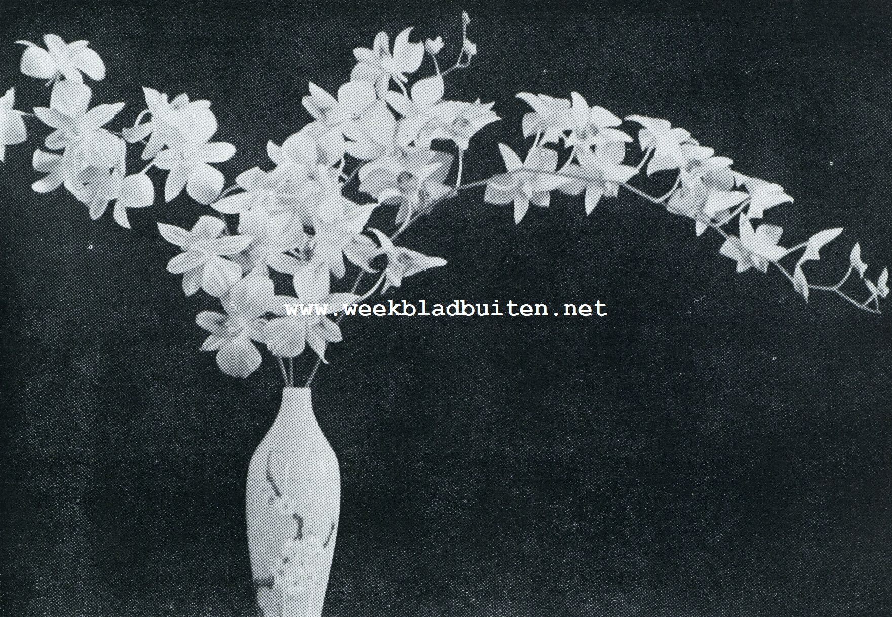 Dendrobium Phalaenopsis Schroederianum. Uit de collectie van den Heer Hacke van Mynden te Loosdrecht, de grootste in Europa, waarvan een aantal planten de Orchideen Tentoonstelling op 6, 7 en 8 November a.s. te Amsterdam zal sieren