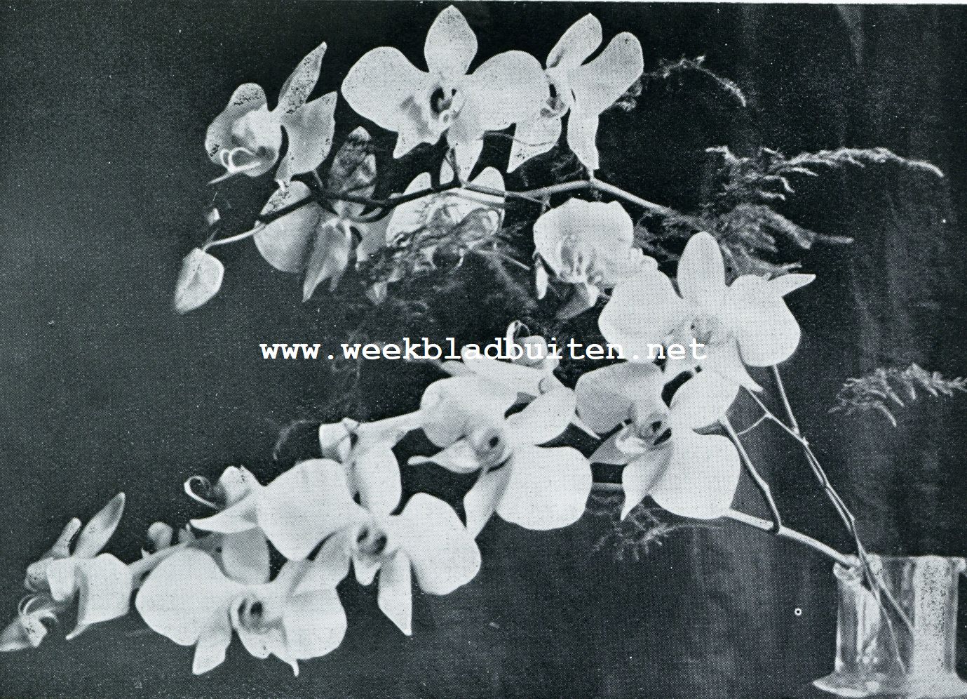 Tropische orchideen. Maan-orchidee, Phalaenopsis Amabilis Blume; een van Java's schoonste orchideen