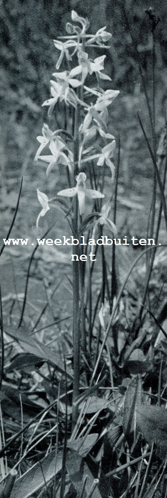 Tropische orchideen. Welriekende nachtorchis, Platanthera Bifolia