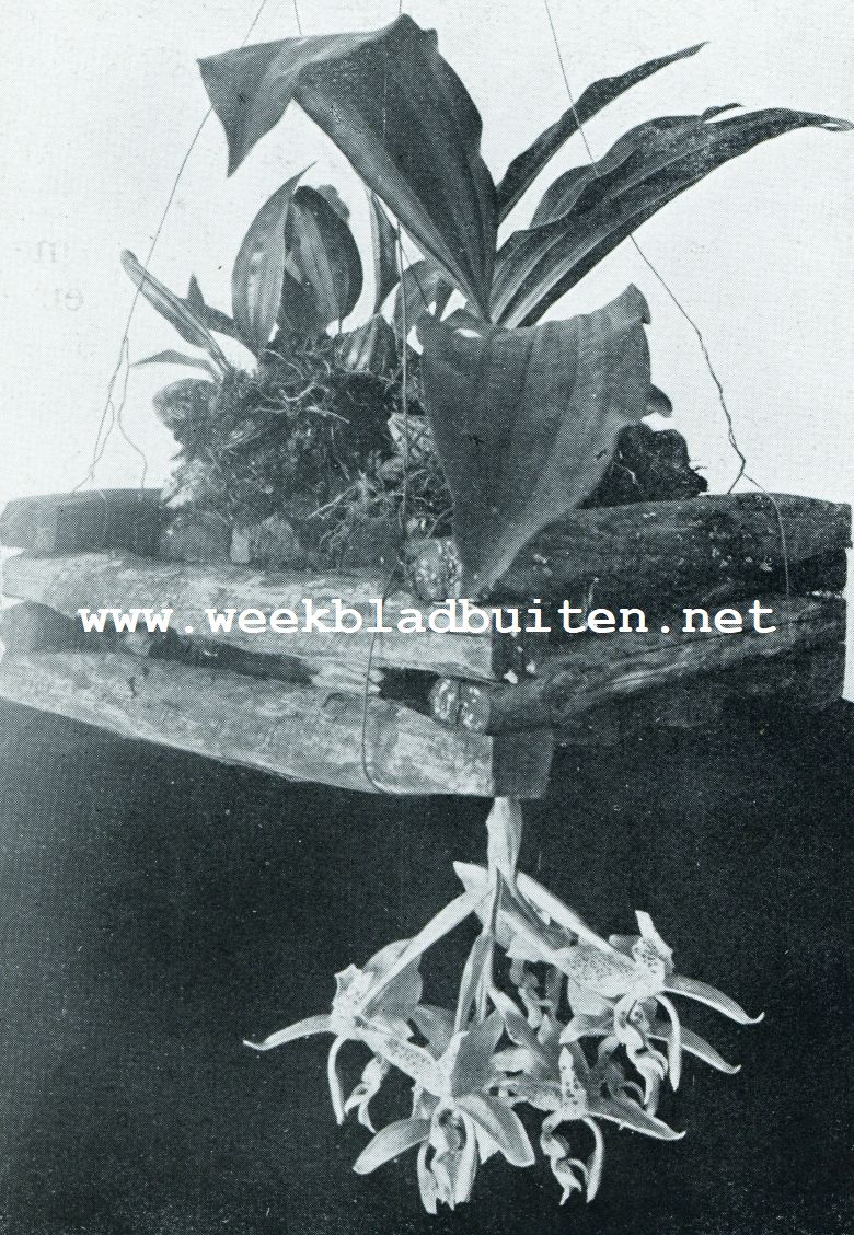 Tropische orchideen. Stanhope Oculata, bloeiend met een zwaren bloemtros
