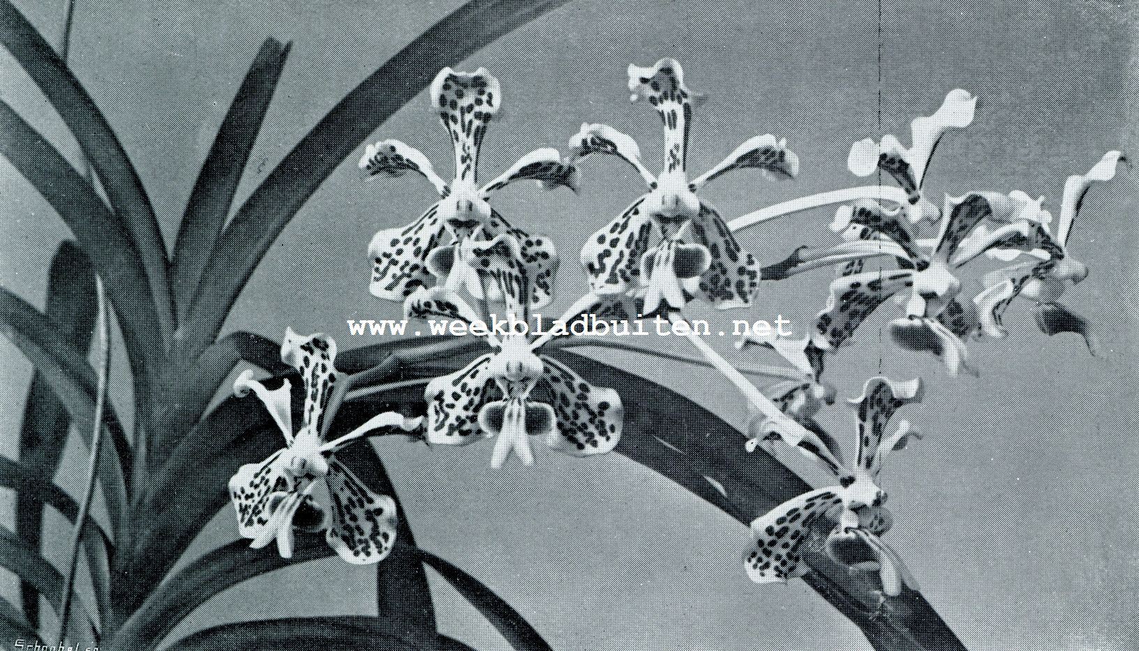 Tropische orchideen. Vanda Suavis met een fijnen bloementros van welriekende bloemen