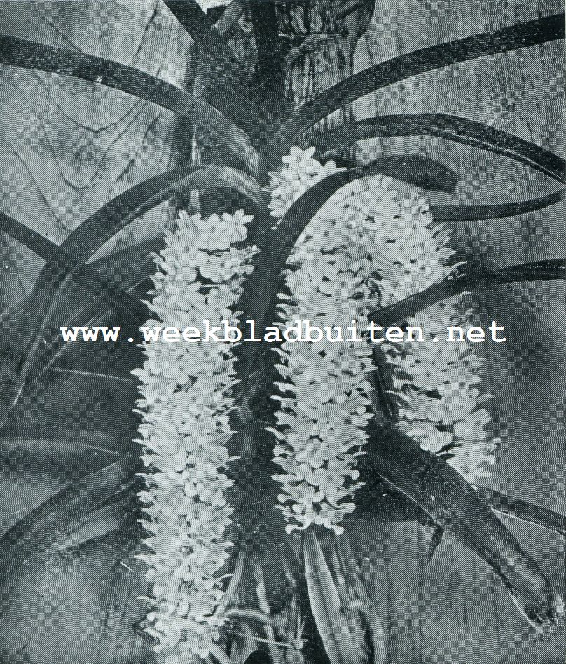 Tropische orchideen. Orchidee Rhynchostylis Retusa