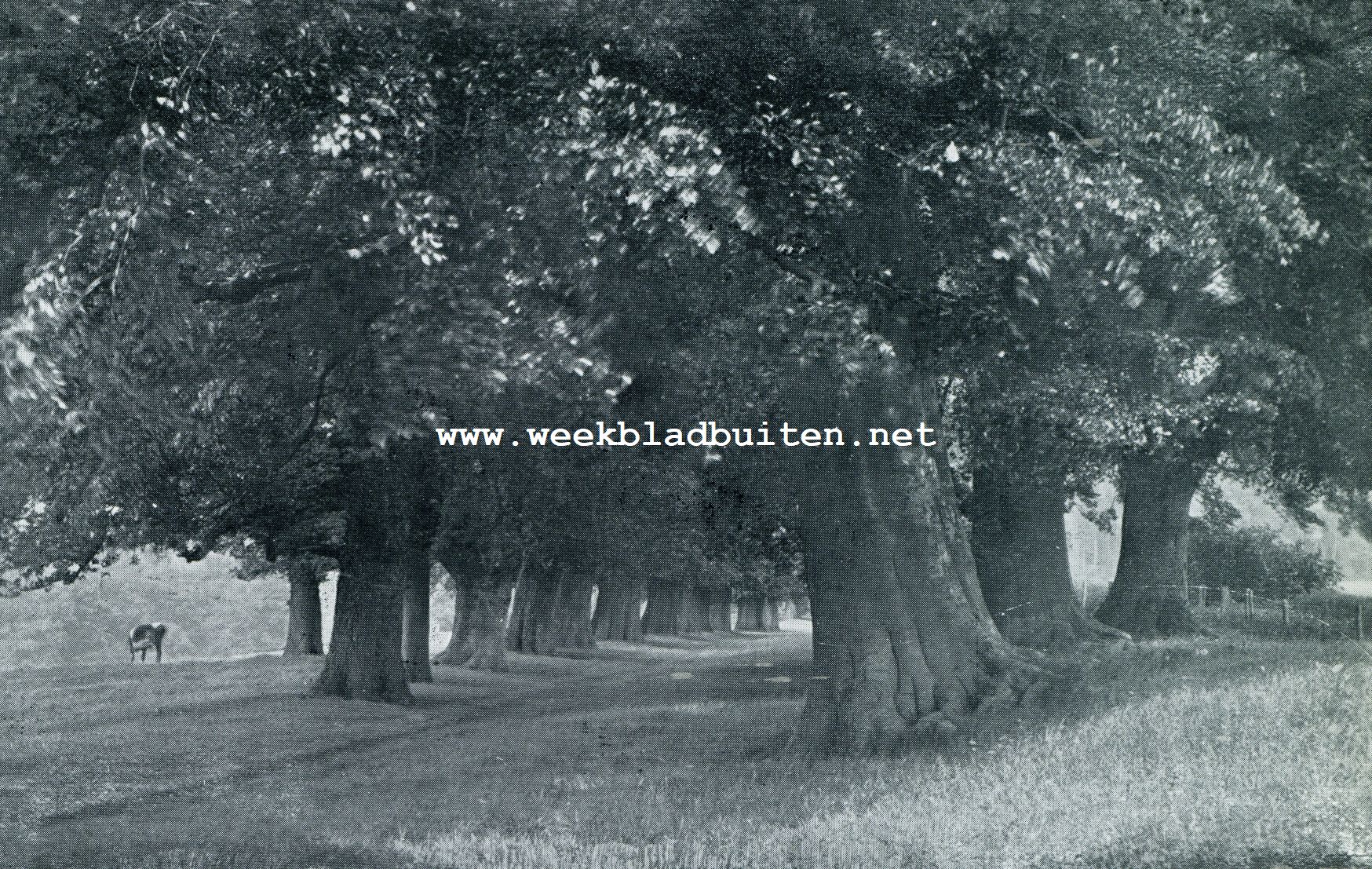 Door Buckinghamshire.  Buckinghamshire. Oude boomen in de omgeving van Chenies