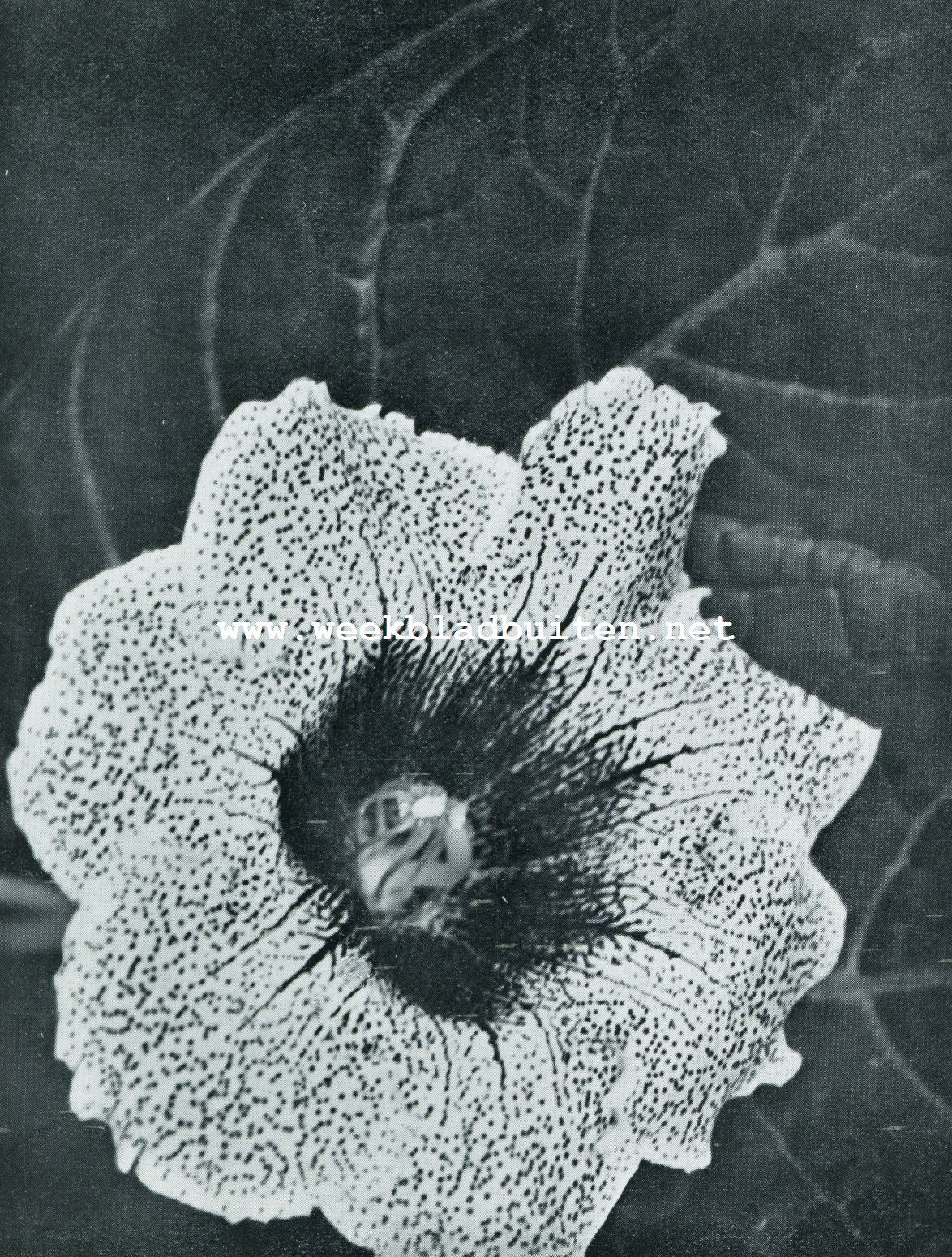 Botanische kunst bij bloemen. Bloem van Gloxinia Speciosa (cultuurvariteit)