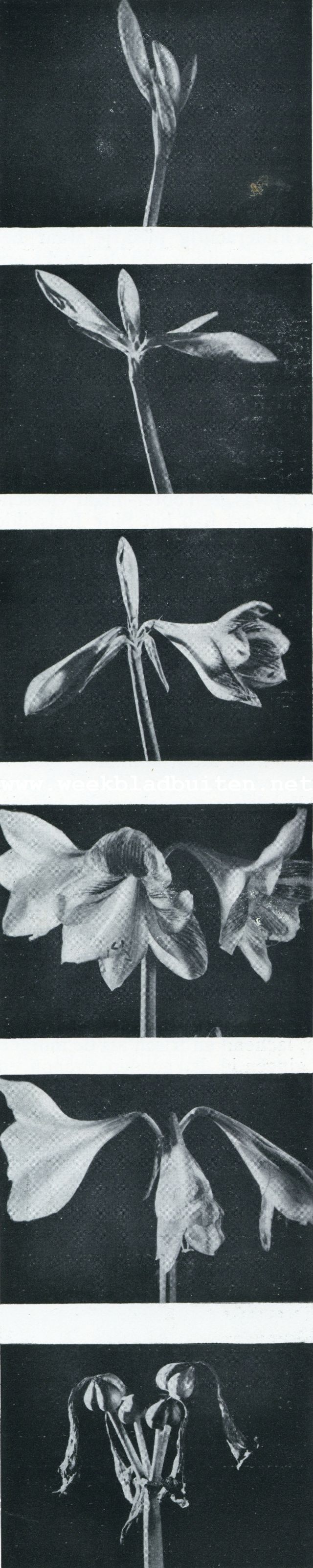 Van knop tot bloem. Amaryllis