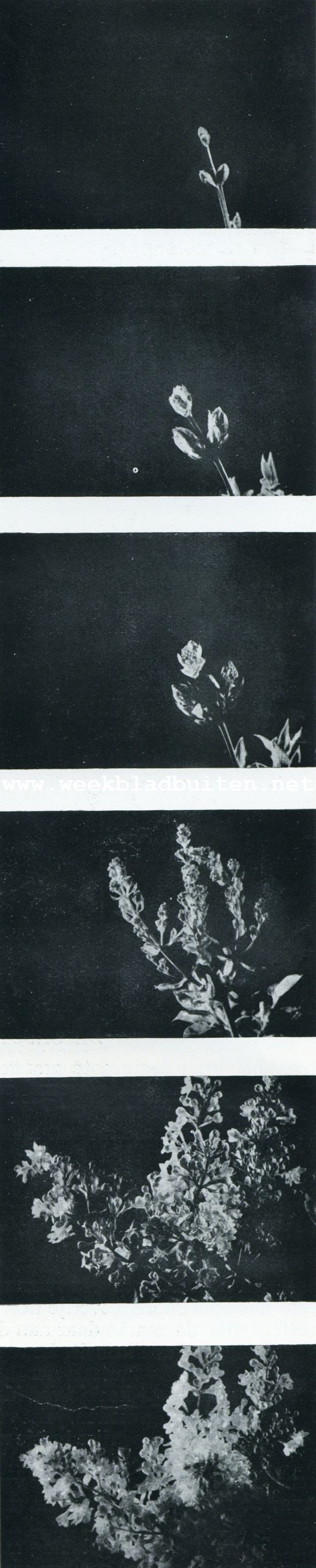 Van knop tot bloem. Sering