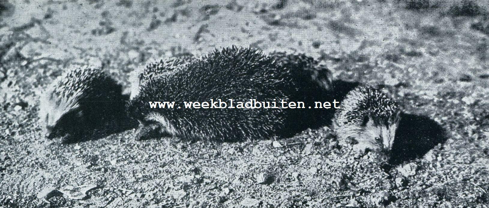 Nachtvolk. Een egelfamilie