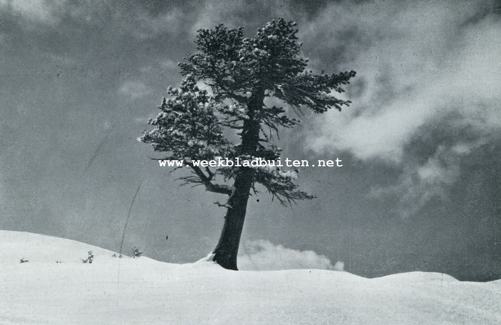 WINTERSCHE EENZAAMHEID
