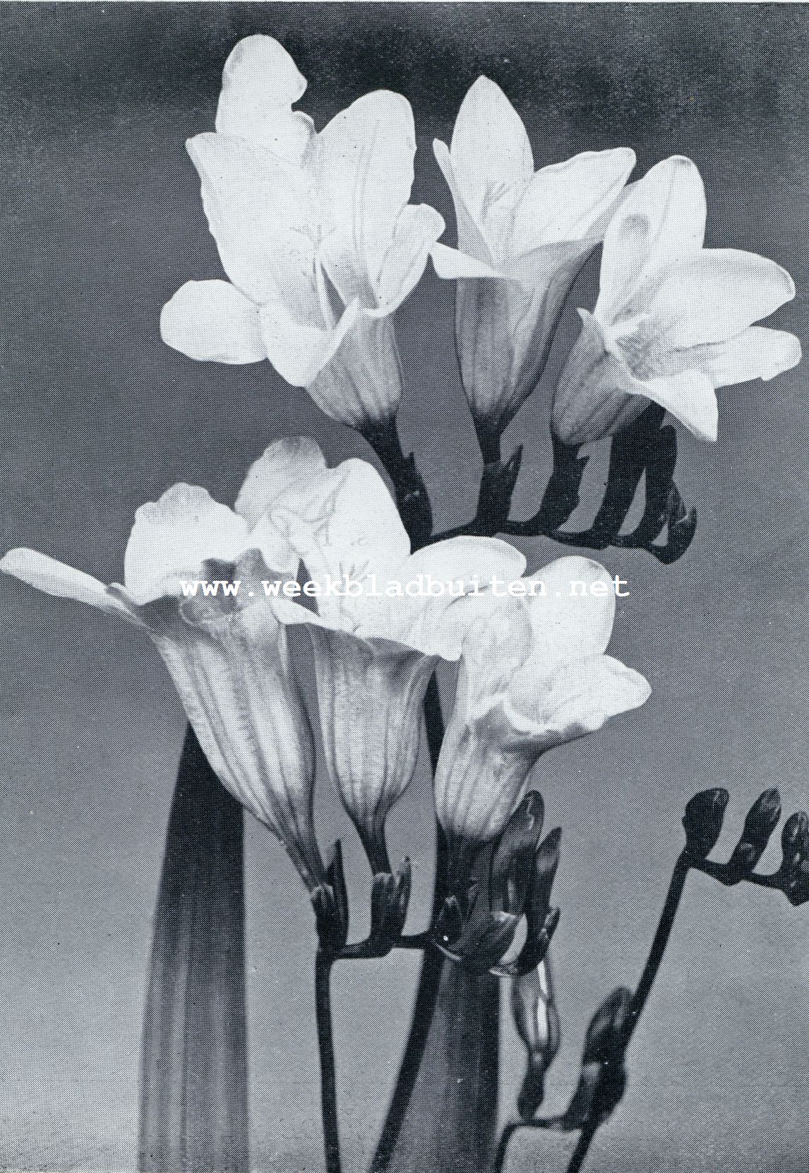 TYPE VAN EEN DER NIEUWSTE FREESIA-VARITEITEN