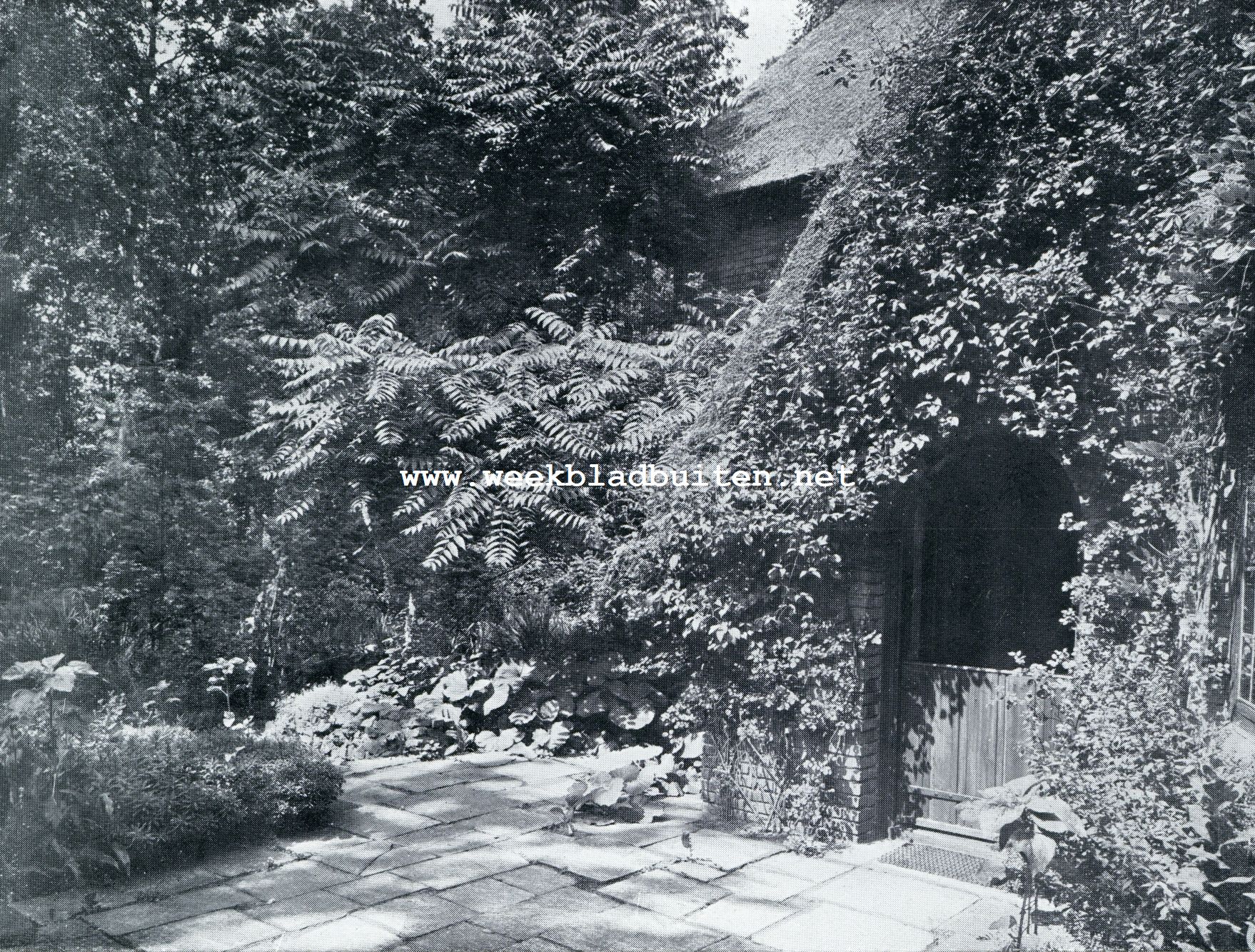 LANDHUIS TE HILVERSUM. DE SENECIOS. OVERWUIFD DOOR DEN AILANTHUS NABIJ DE VAN BOVEN AFGERONDE KAMERDEUR