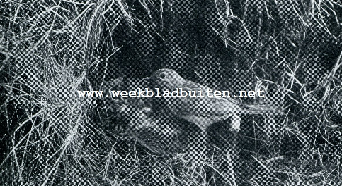 GRASPIEPER BIJ HET NEST