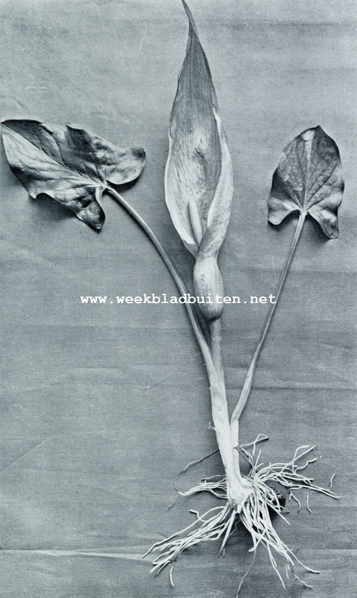 GEVLEKTE ARONSKELK (ARUM MACULATUM)