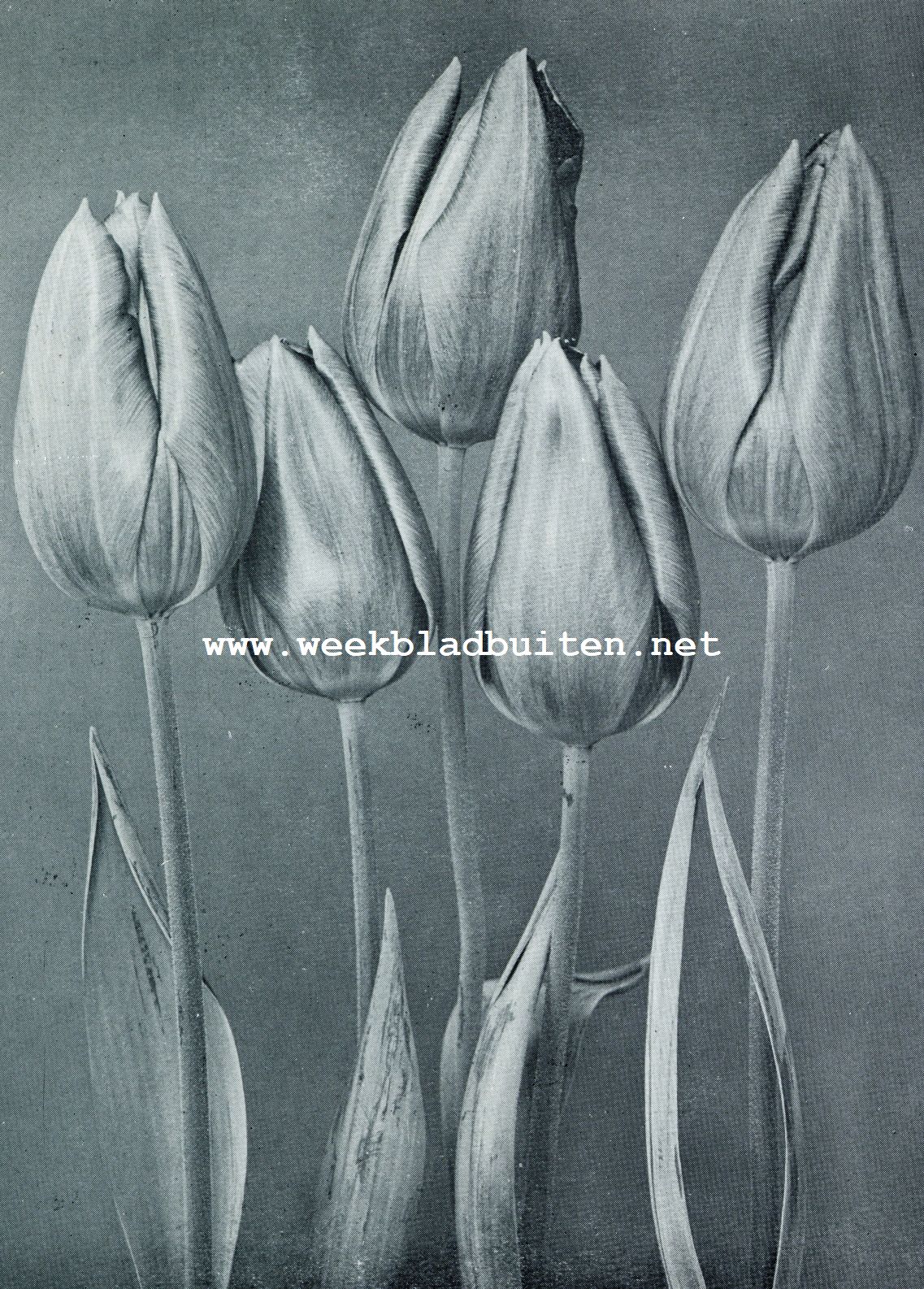 MENDELTULP FAVORITE