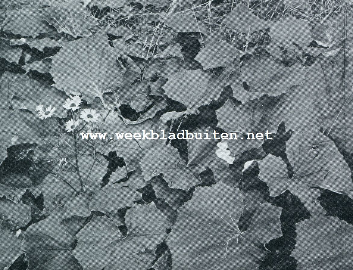 DE BLADEREN VAN HET KLEIN HOEFBLAD