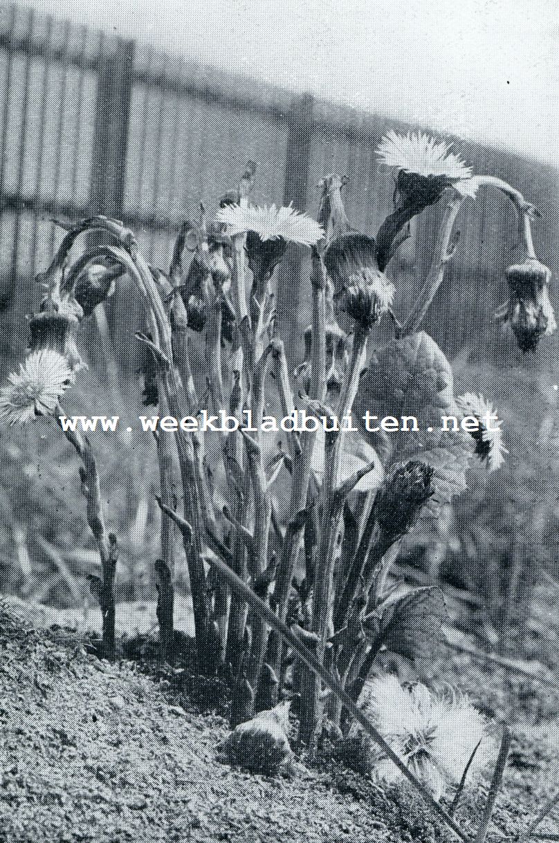 BLOEIEND KLEIN HOEFBLAD