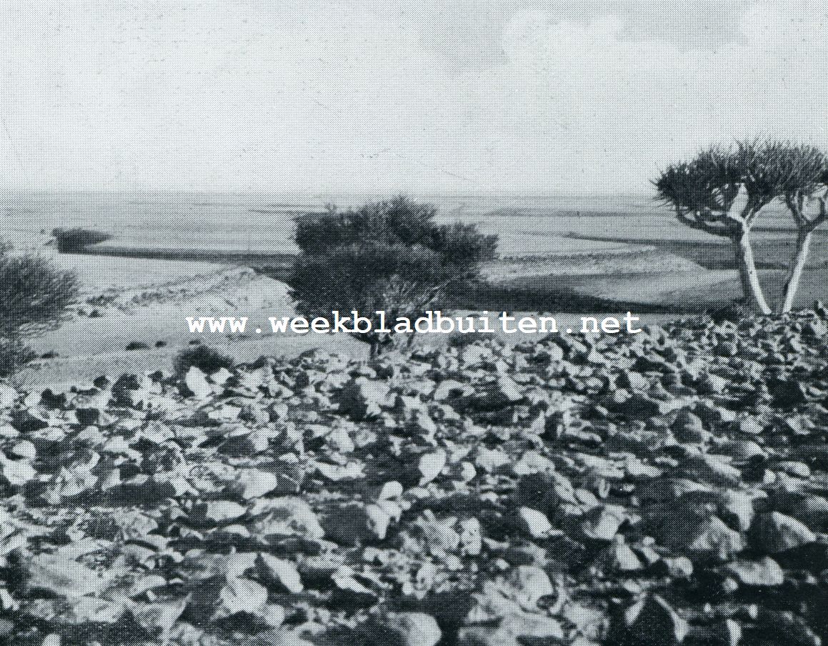 DE ,,DJOOL MET RECHTS EEN DRAKENBLOEDBOOM
