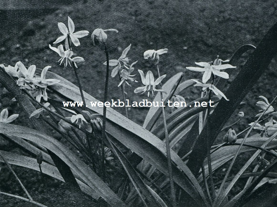 DE SIERLIJKE STERHYACINTH