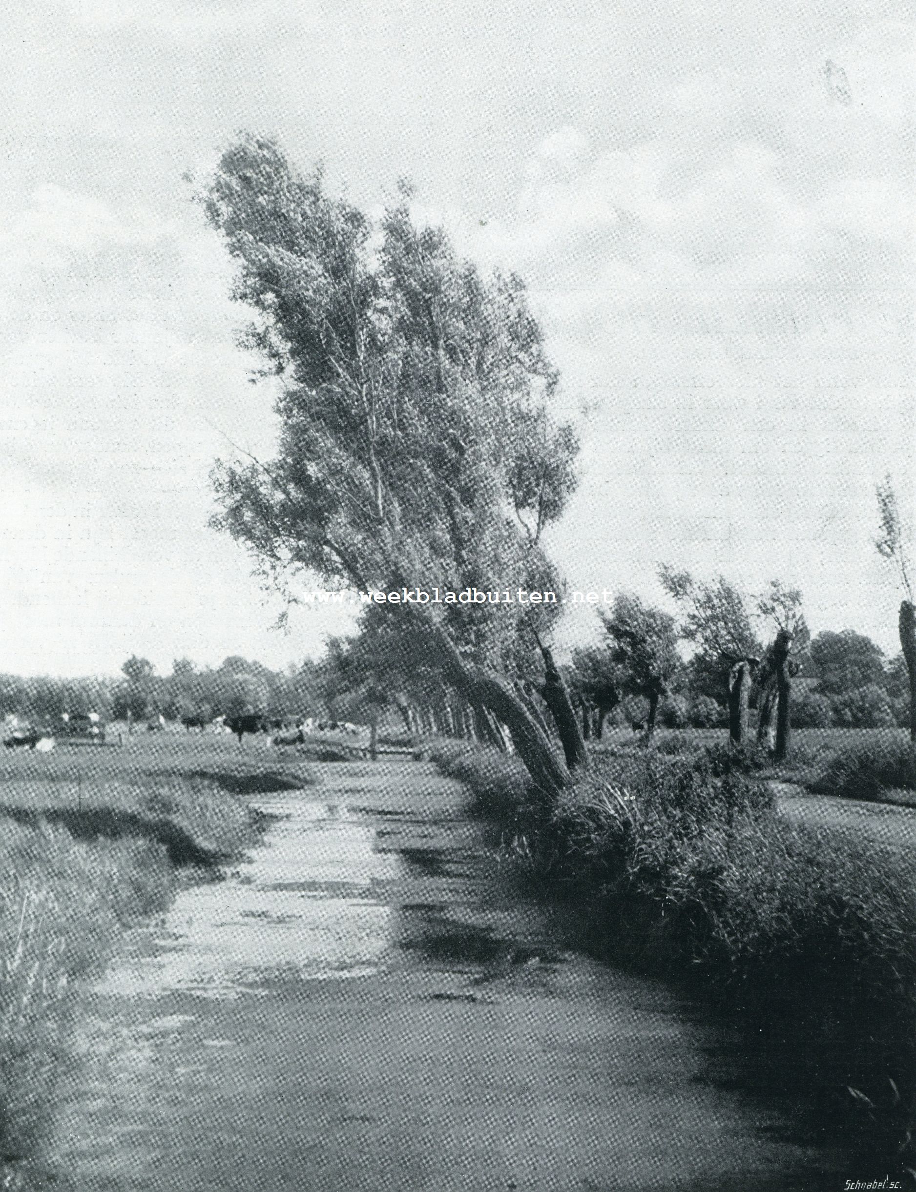 VOORJAAR IN HOLLANDS POLDERLAND