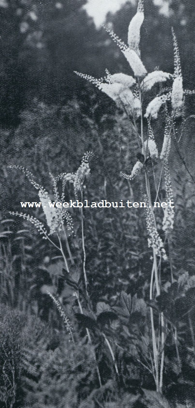 CIMICIFUGA RACEMOSA. Een goede borderplant
