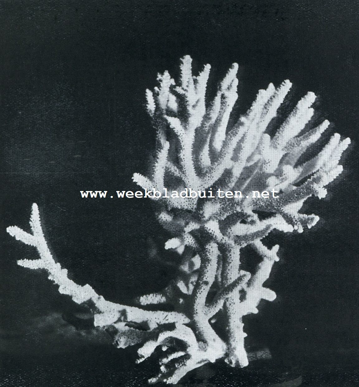 ACROPORA HEBES (DANA )