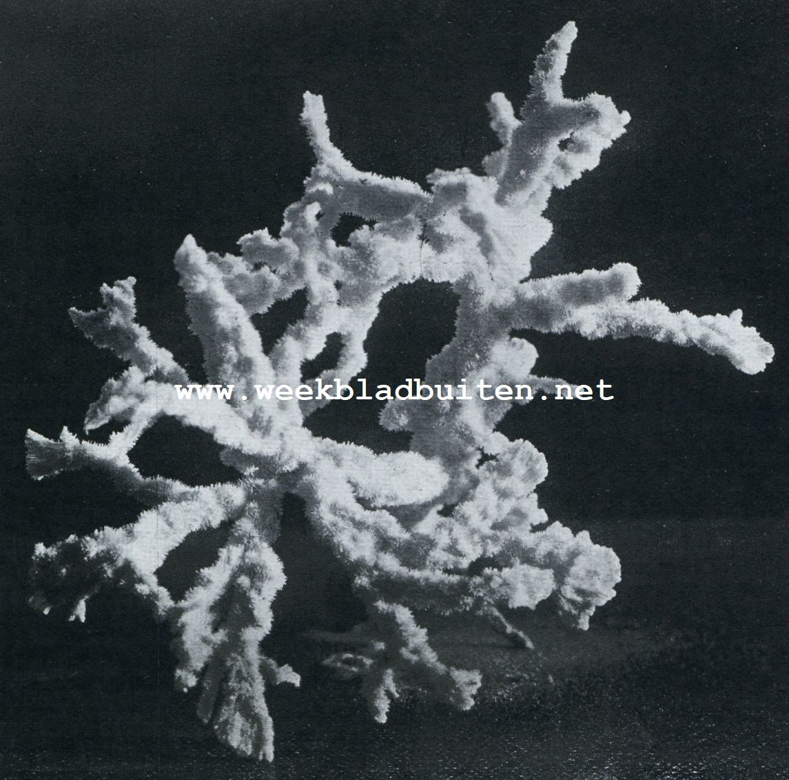 ECHINOPORA HORRIDA DANA