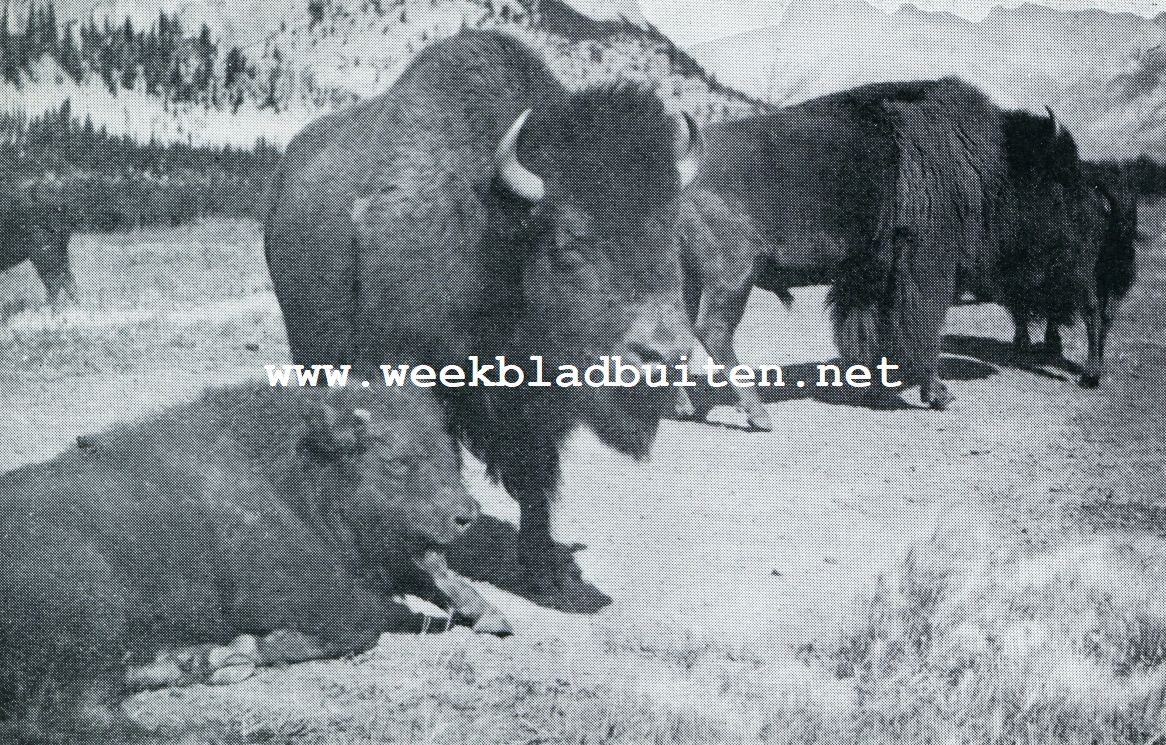 BIJ DE INDIANEN IN CANADA. BISONS