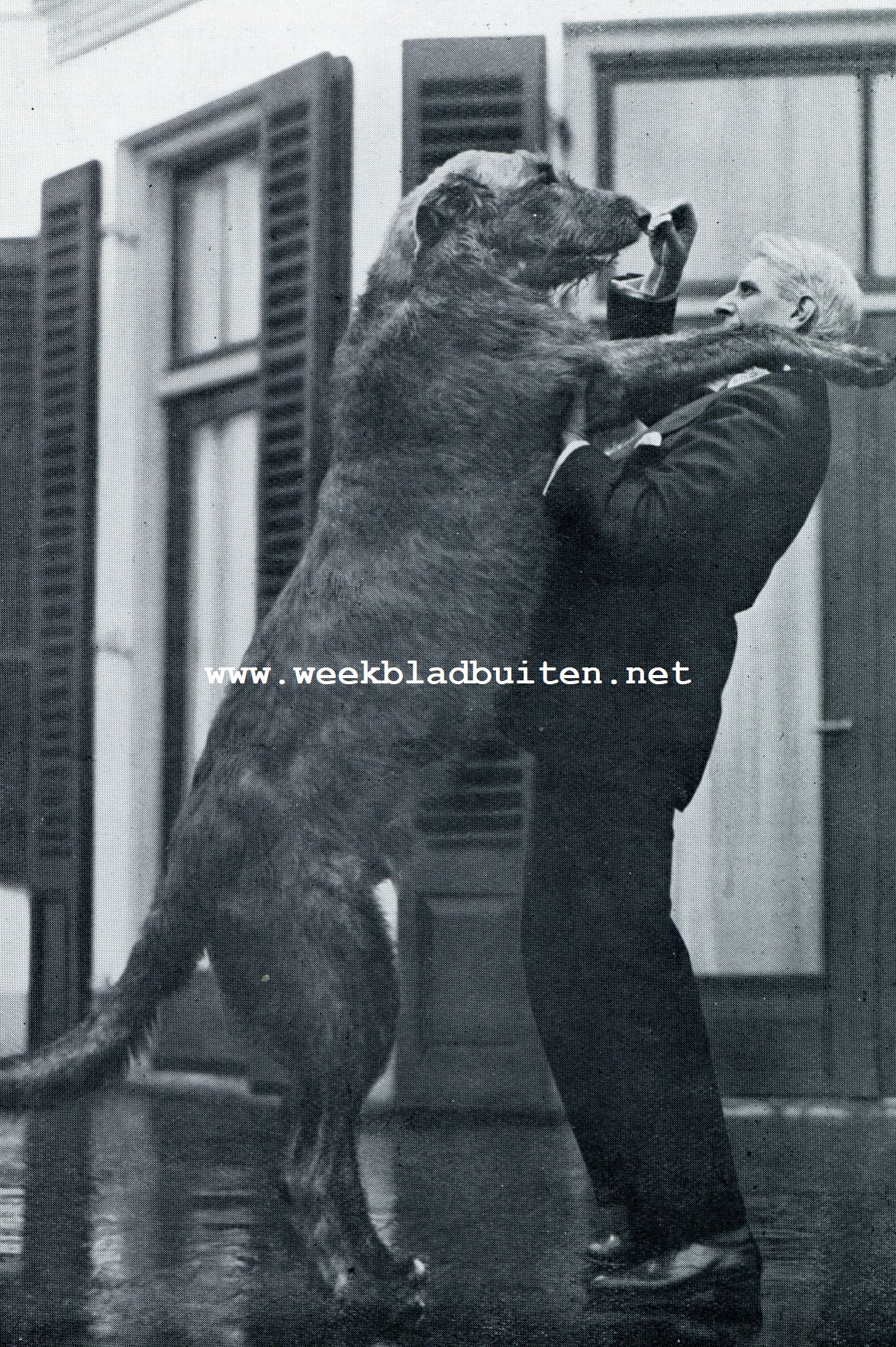 EEN FOTO DIE NOG BETER DAN DE VORIGE DOET ZIEN WELK EEN GEWELDIGE GROOTTE DE IERSCHE WOLFSHOND BEREIKEN KAN