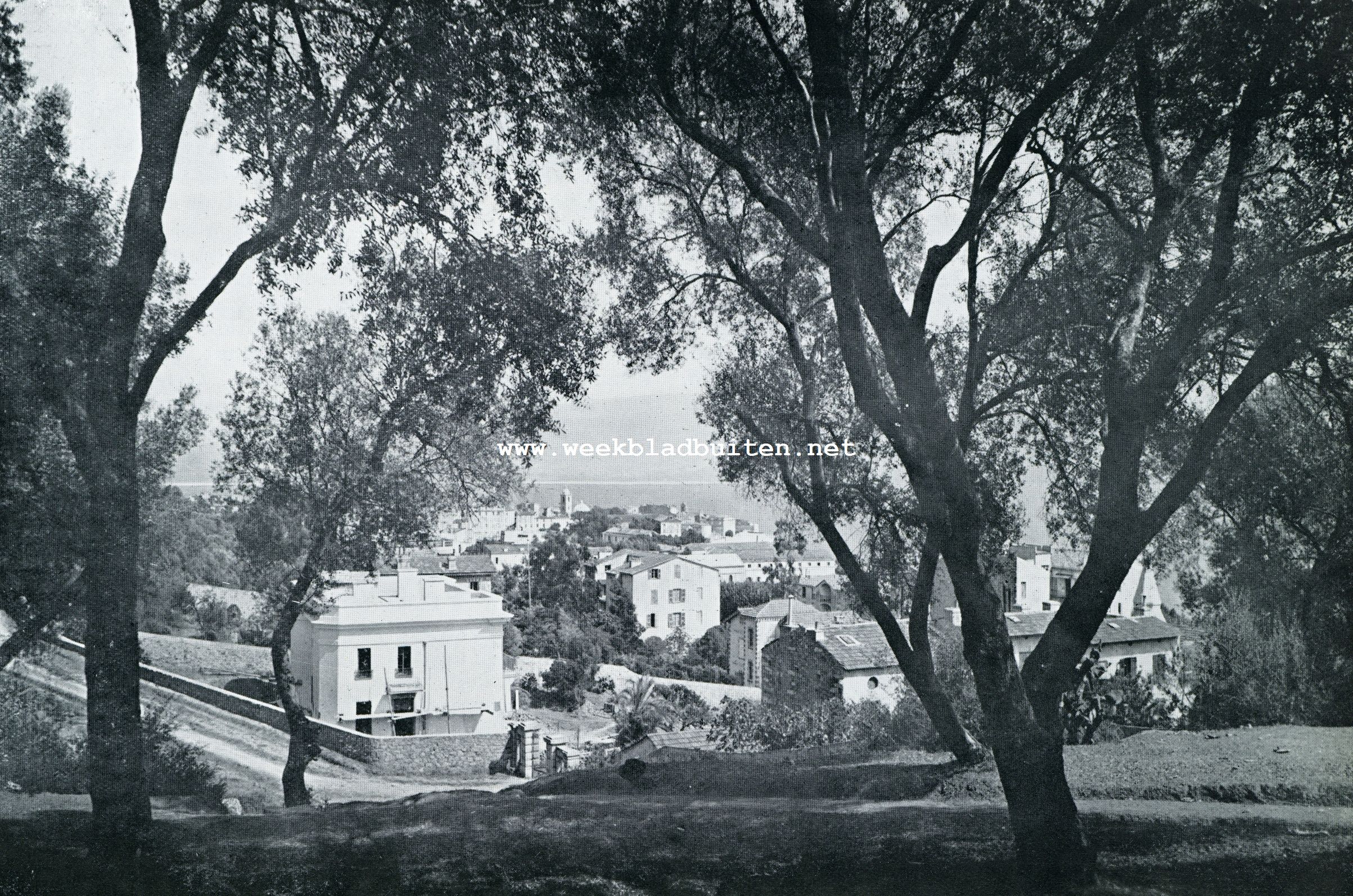 EEN KIJKJE DOOR DE OLIJFBOOMEN VAN DEN MONTE SALARIO OP AJACCIO