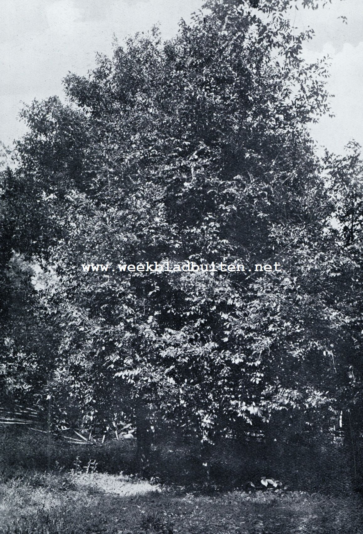 MUSKAATNOOTBOOMEN