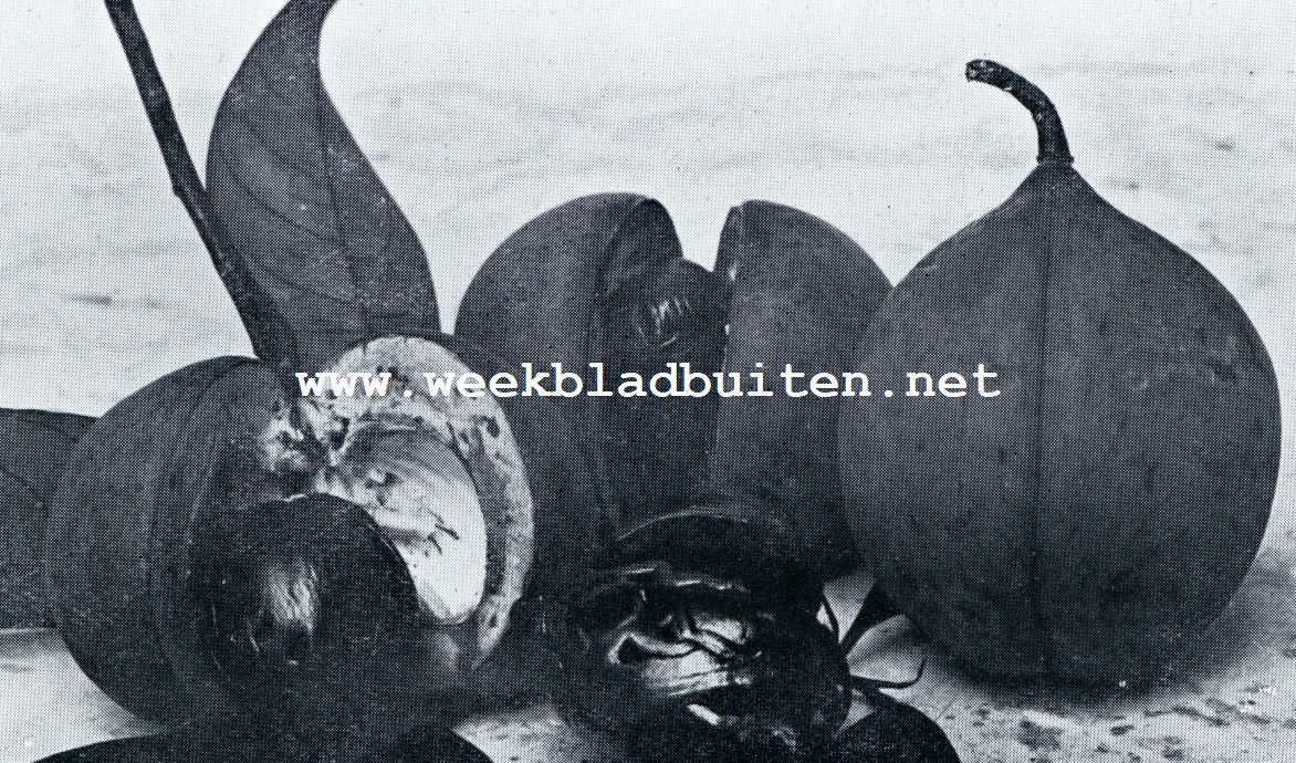 VRUCHTEN VAN DEN MUSKAATNOOTBOOM. OP DEN VOORGROND NOOT OMGEVEN DOOR FOELIE