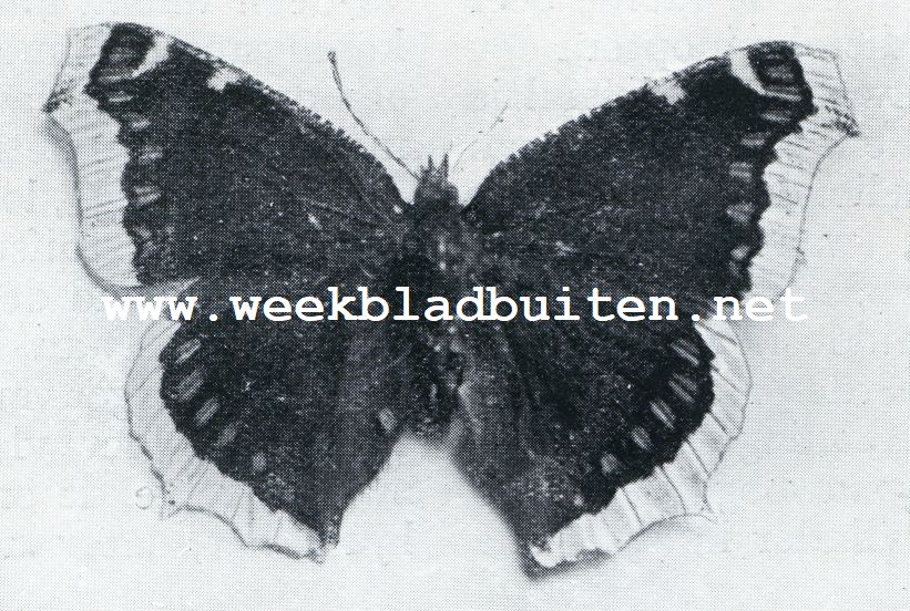 DE KONINGSMANTEL