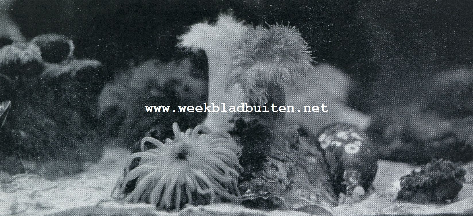 HET LEVEN OP DEN ZEEBODEM. ZEEANEMONENPRACHT OP DEN ZEEBODEM