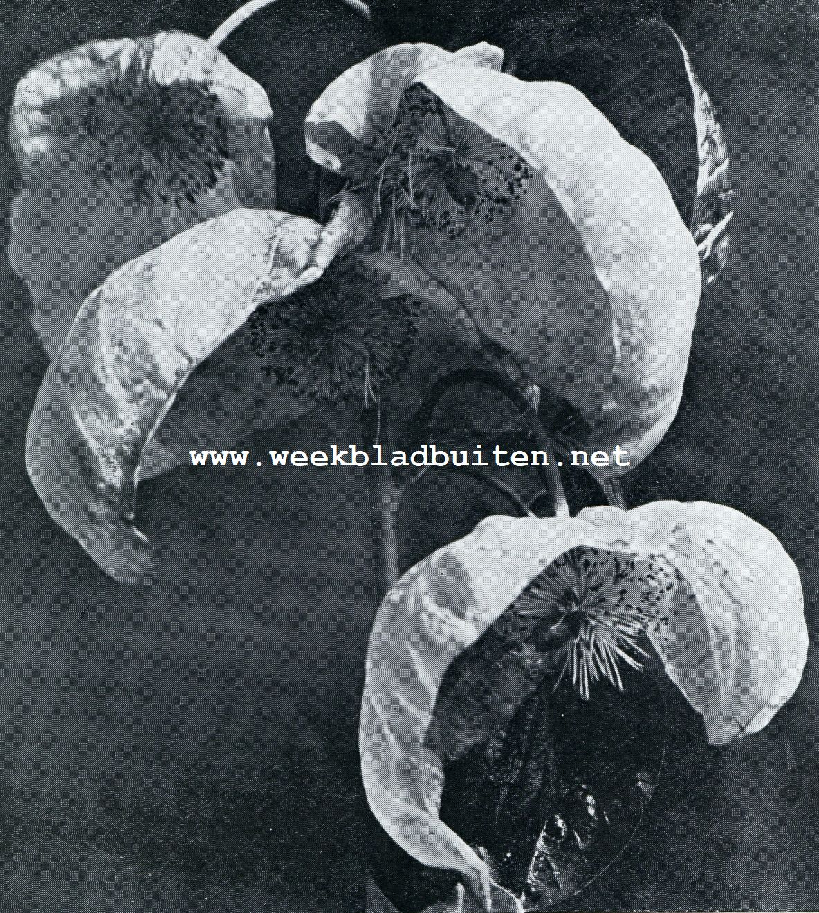 DAVIDIA INVALUCRATA (DUIVENBOOM)