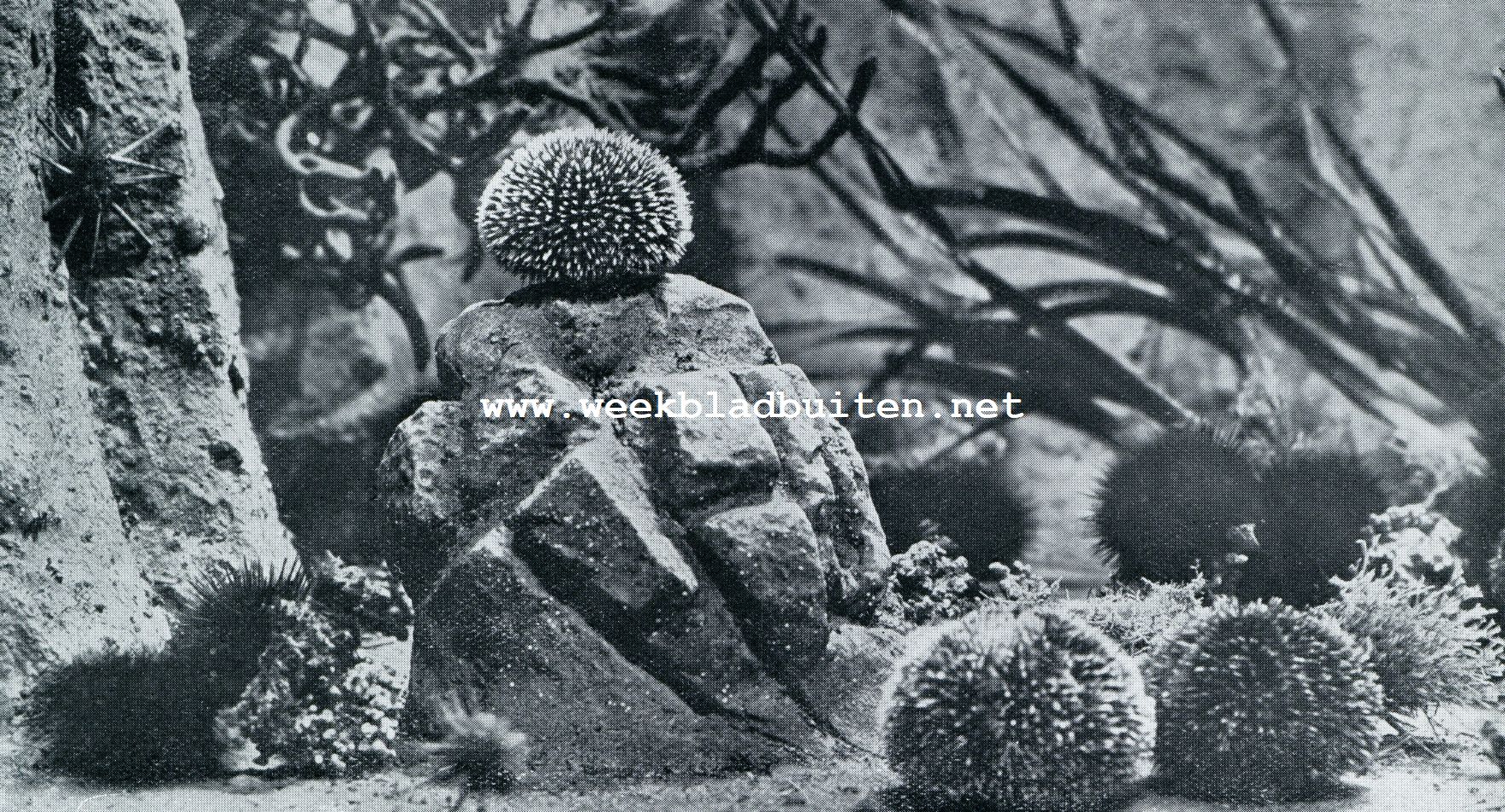 Aquarium du Muse Ocanographique de Monaco. - Photo Gilletta  Proprit exclusive du Muse. ZICH VASTHOUDENDE MET HUN HONDERDEN ZUIGVOETJES OF WANDELENDE OP DE BEWEEGLIJKE STEKELS, KLIMMEN DE ZEEGELS (ECHINIDEN) OVERAL TUSSCHEN DE ROTSEN ROND
